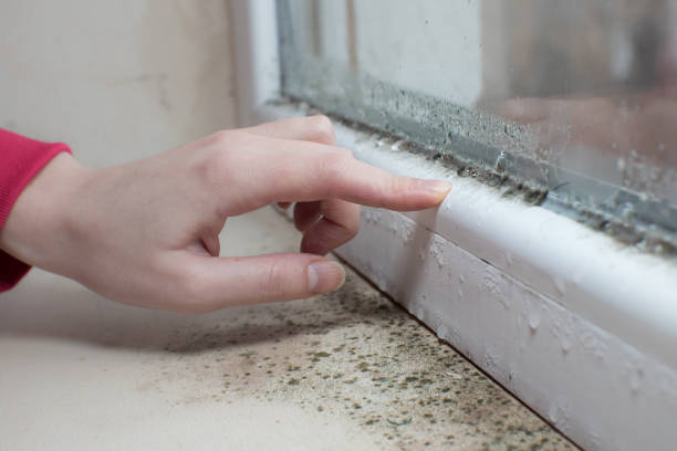 Best Biohazard Mold Removal  in Hudson, WI