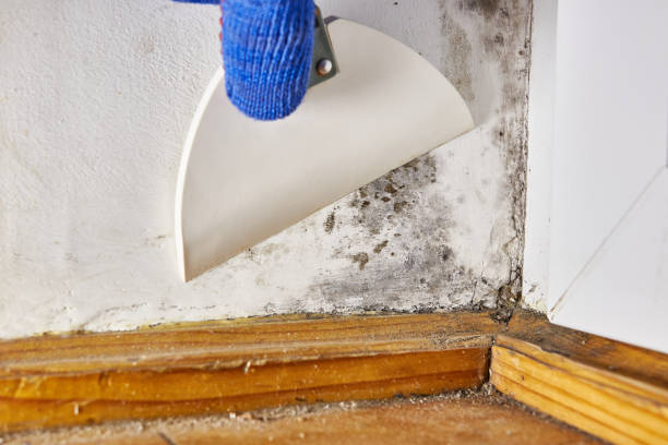 Best Asbestos and Lead Testing During Mold Inspection  in Hudson, WI