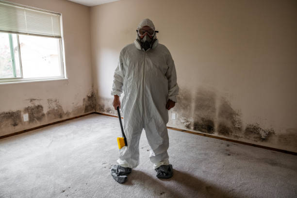 Best Attic Mold Removal  in Hudson, WI